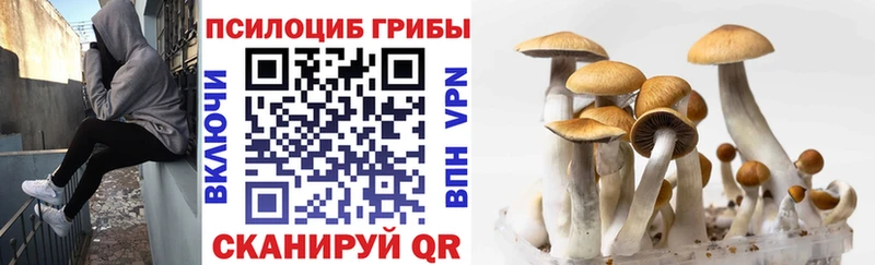 Псилоцибиновые грибы ЛСД  маркетплейс какой сайт  Куровское 
